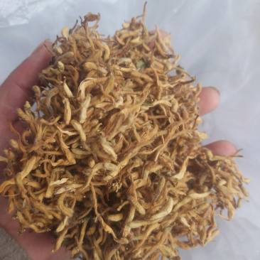 金银花晒货全花蕾开花货都有颜色白黄当年新货产地直销