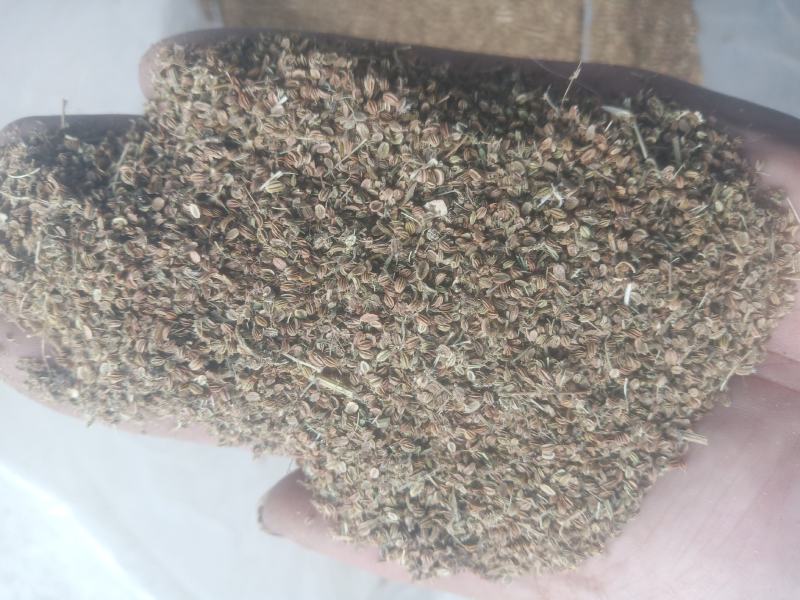 蛇床子新货手採货统货干净山东临沂产地直销