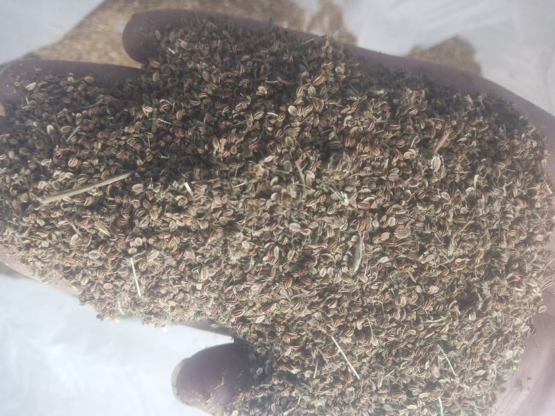 蛇床子新货手採货统货干净山东临沂产地直销