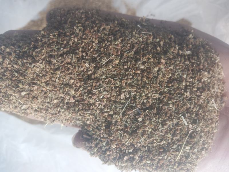 蛇床子新货手採货统货干净山东临沂产地直销
