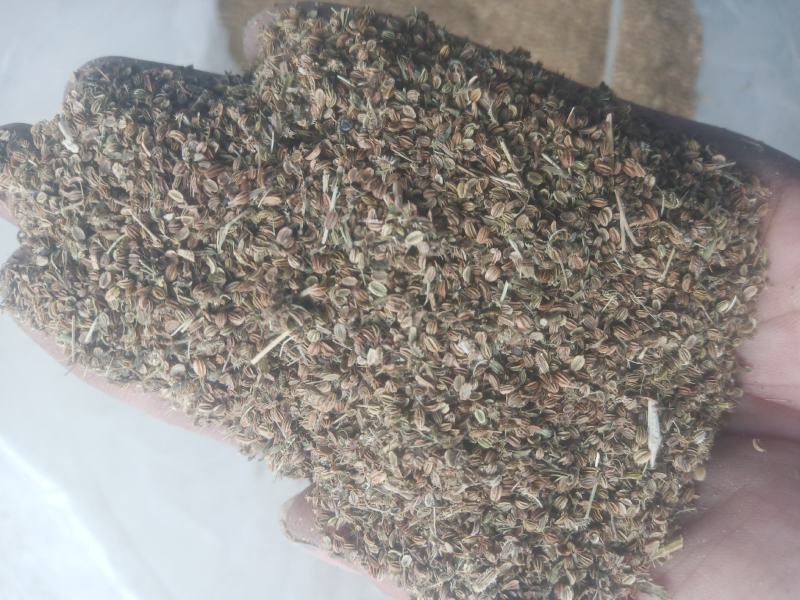 蛇床子新货手採货统货干净山东临沂产地直销