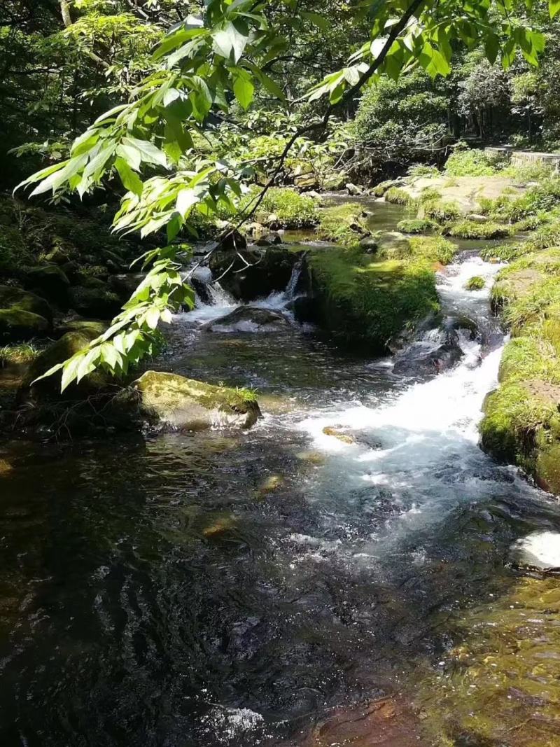 大鲵娃娃鱼大量批发顺丰包邮包活