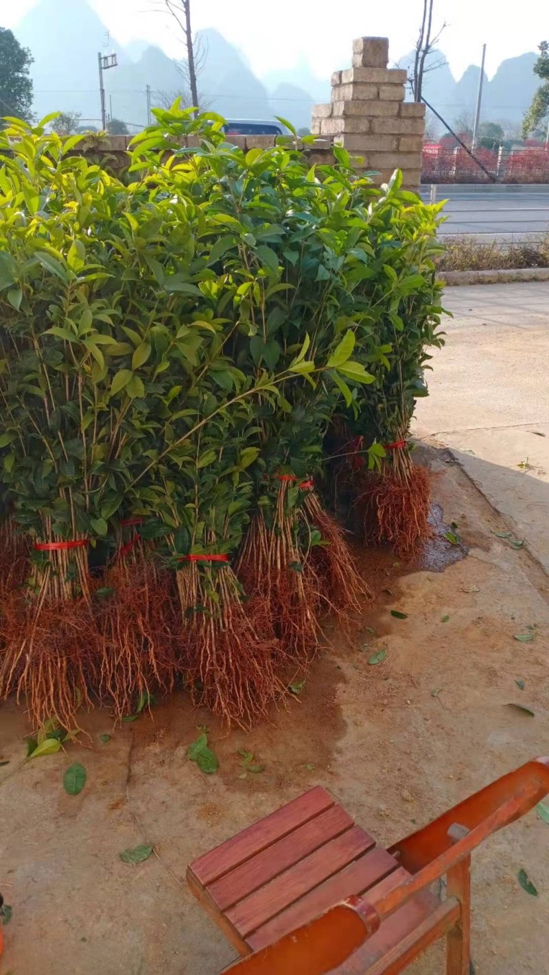 桂花苗，八月金桂树苗包邮广西桂林产地直销包邮