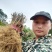 【牛商推荐】水杨桃苗猕猴桃嫁接专用