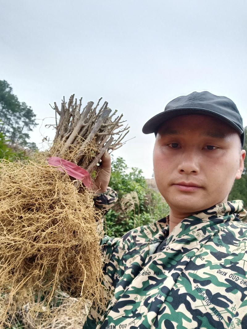 【牛商推荐】水杨桃苗猕猴桃嫁接专用