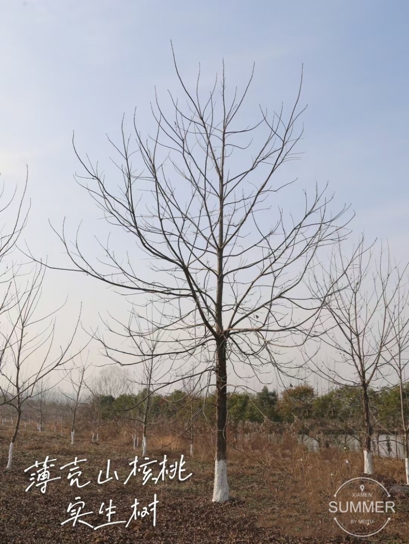薄壳山核桃～碧根果苗～长寿果苗