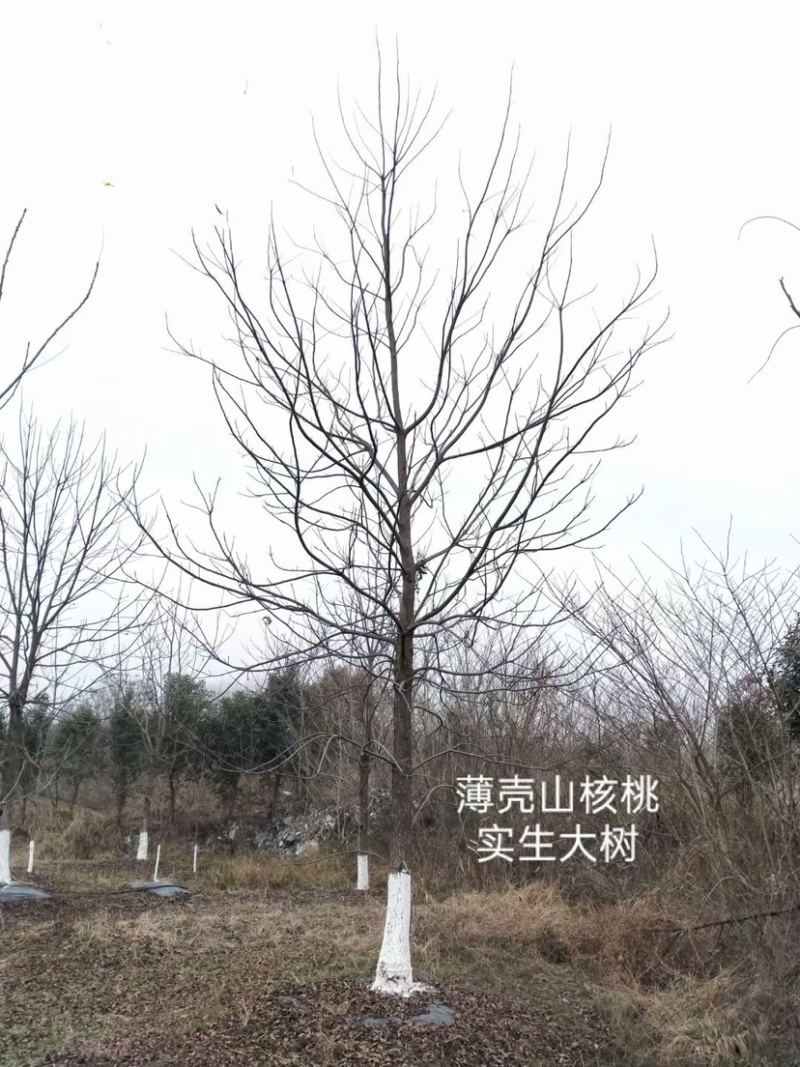 薄壳山核桃～碧根果苗～长寿果苗