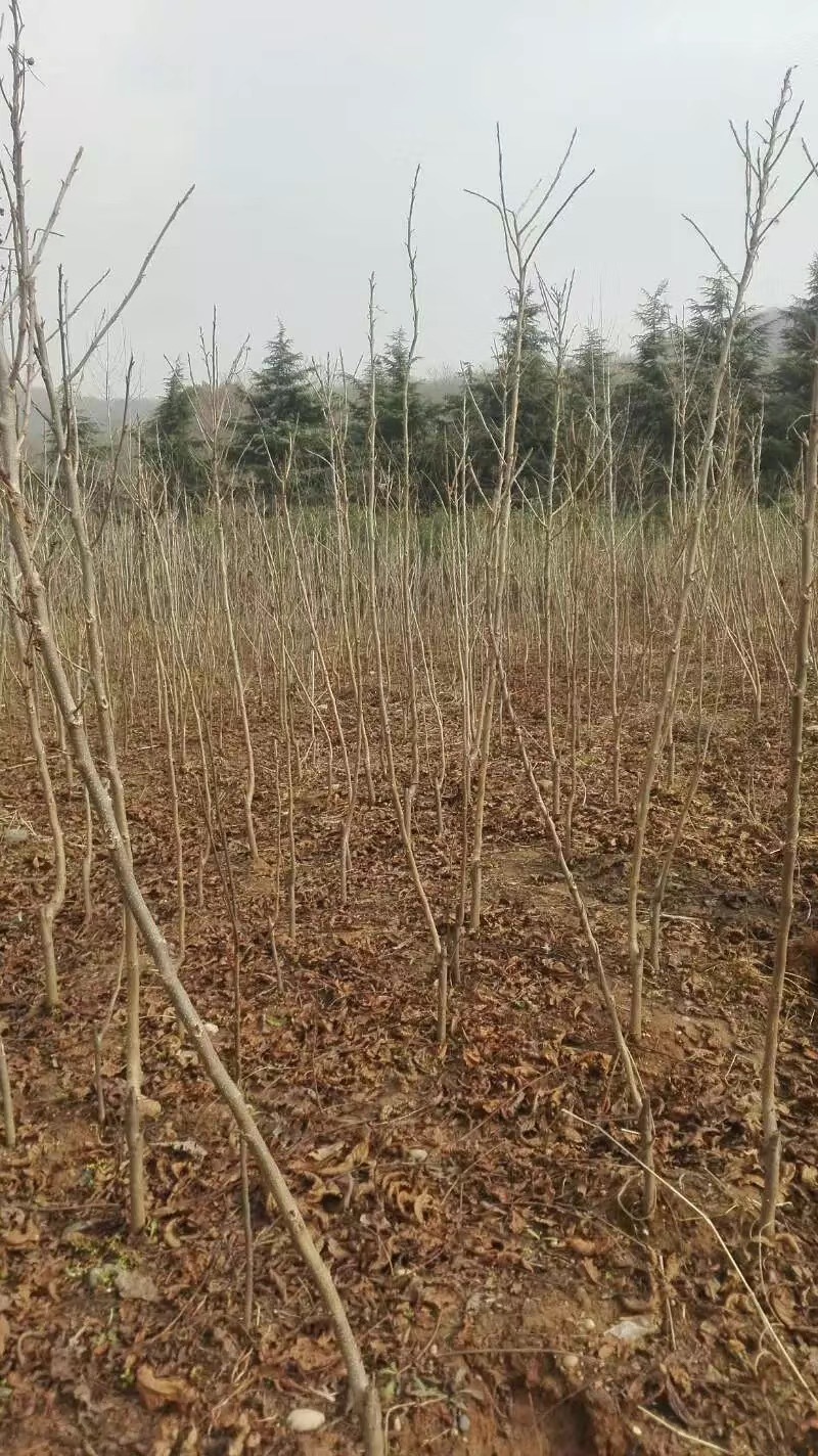 薄壳山核桃～碧根果苗～长寿果苗