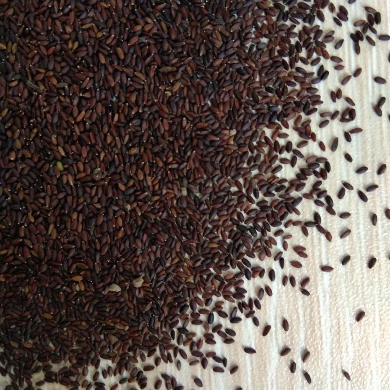 荆芥种子荆芥籽一年生，5斤以上非边远地区包邮！
