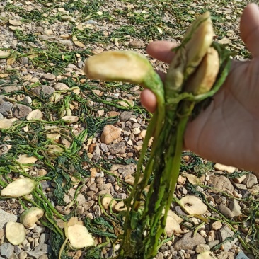 广西本土2021年新鲜自己种自己晒干特色芥菜头菜干