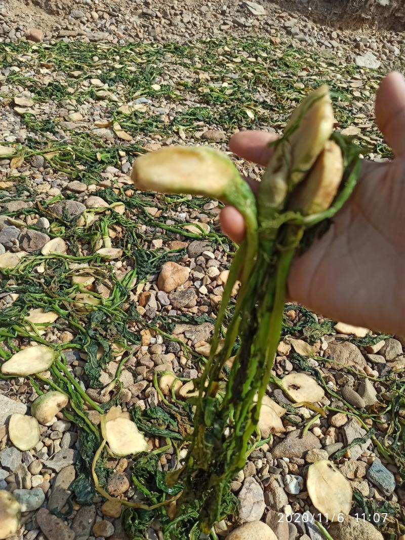 广西本土2021年新鲜自己种自己晒干特色芥菜头菜干