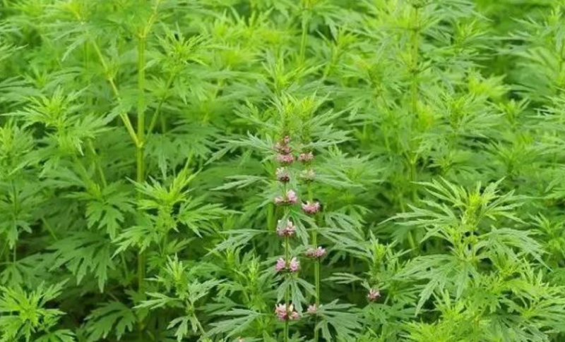 益母草种子，益母草子，5斤以上非边远地区包邮