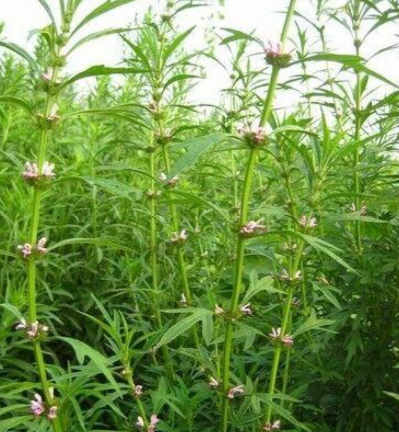 益母草种子，益母草子，5斤以上非边远地区包邮