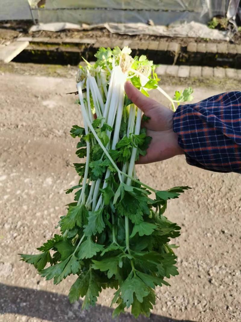 贵州精品白芹菜！大棚货