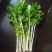 贵州精品白芹菜！大棚货
