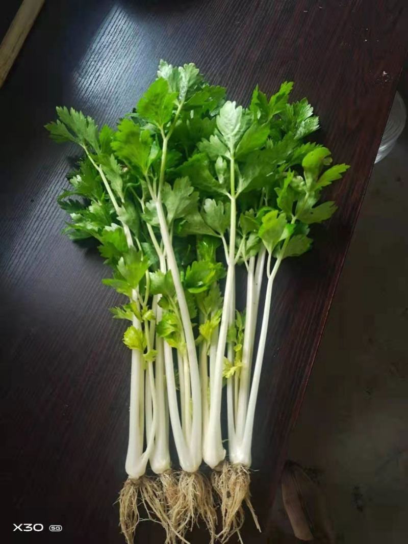 贵州精品白芹菜！大棚货