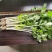 贵州精品白芹菜！大棚货