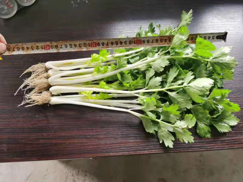 贵州精品白芹菜！大棚货