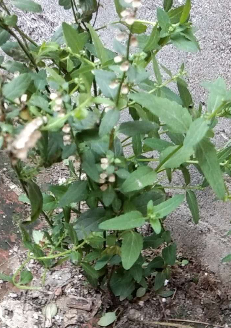 新产半枝莲种子，半枝莲籽，5斤以上非边远地区包邮！