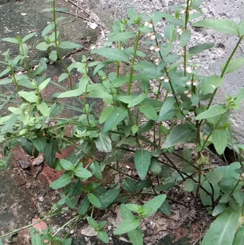 新产半枝莲种子，半枝莲籽，5斤以上非边远地区包邮！