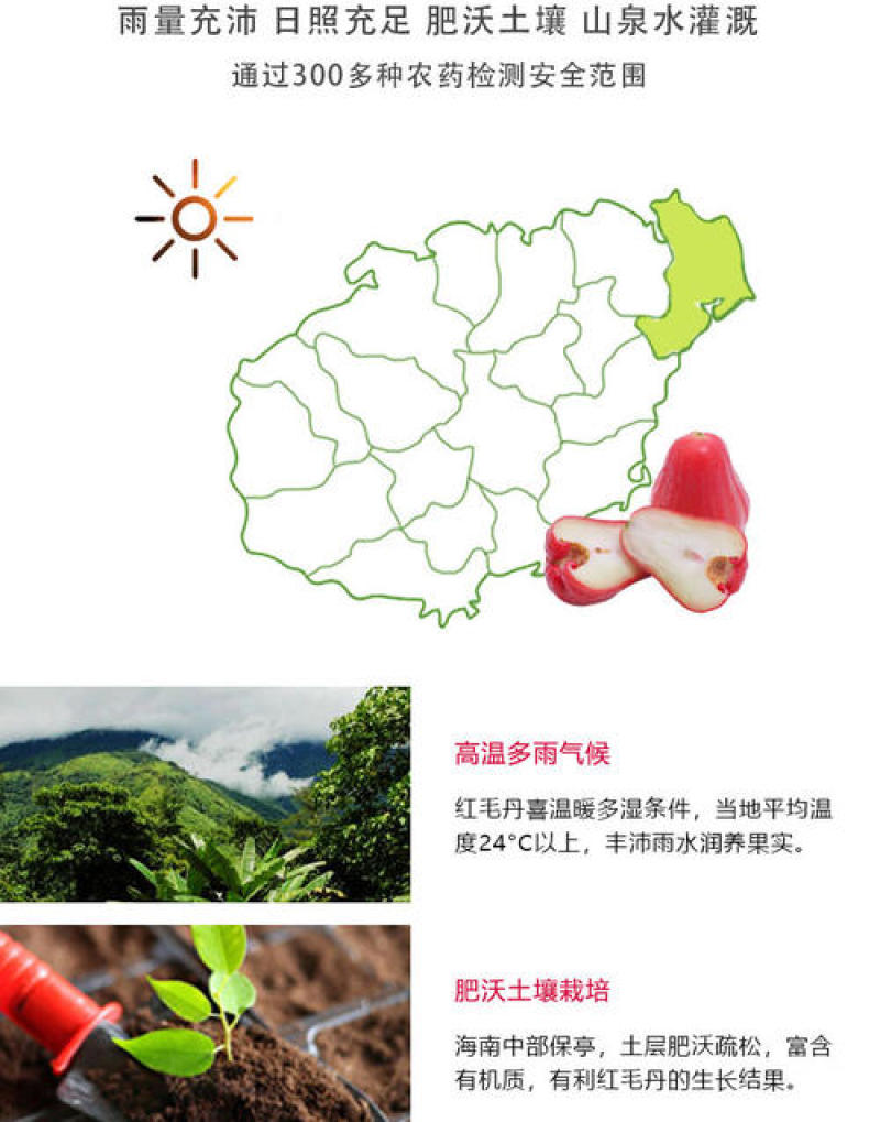 空运包邮～海南黑金刚莲雾，海南莲雾一级果，产地直发