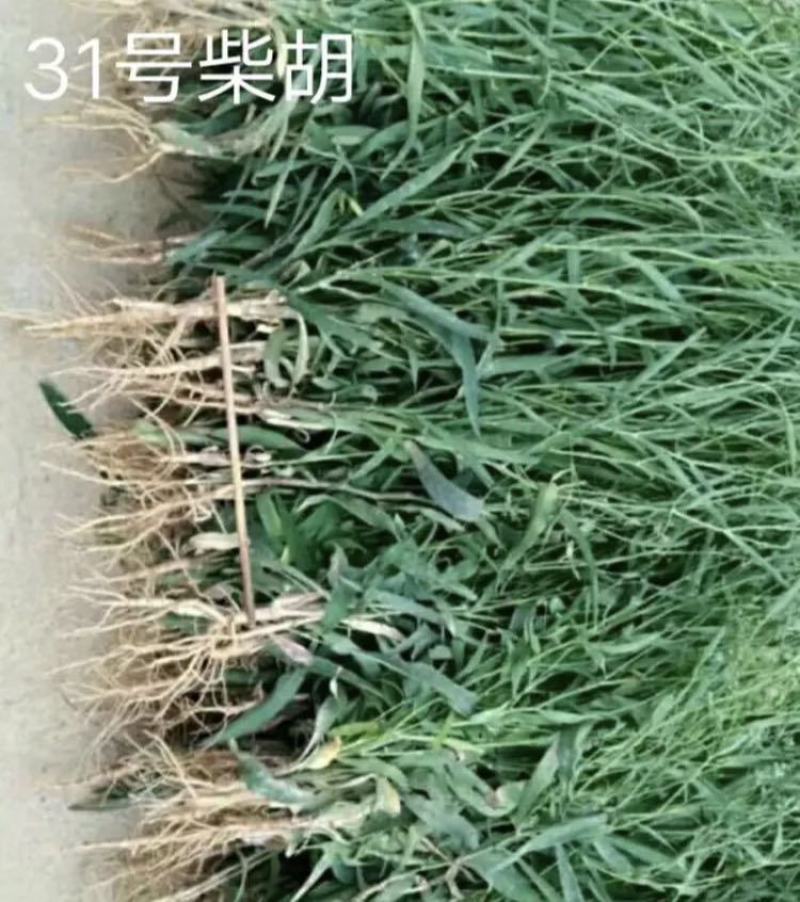 出售北柴胡籽黑柴胡籽31号柴胡籽多年生耐寒耐旱