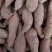 山东优质红薯种植基地，红薯批发市场大量供应优质红薯