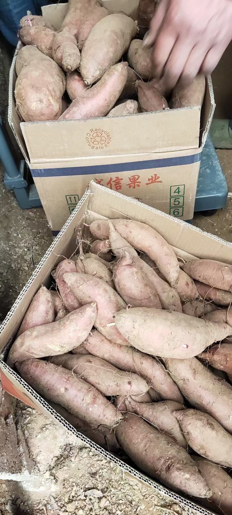 山东优质红薯种植基地，红薯批发市场大量供应优质红薯