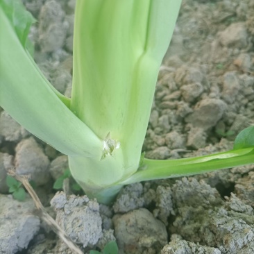 本地菜心大量上市，新鲜水嫩