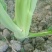 本地菜心大量上市，新鲜水嫩