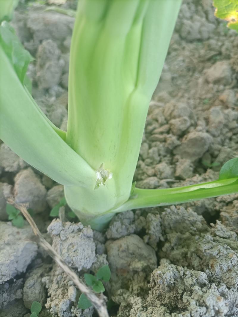 本地菜心大量上市，新鲜水嫩