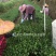 【专业批发】铁观音兰花香产地礼盒装清香型浓香型一斤批发