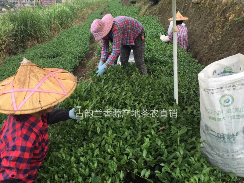 【专业批发】铁观音兰花香产地礼盒装清香型浓香型一斤批发