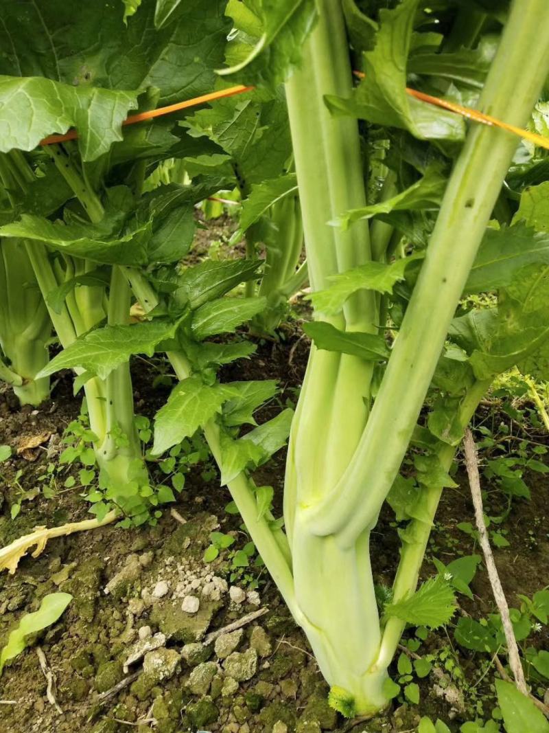 本地菜心大量上市，新鲜水嫩
