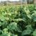 本地菜心大量上市，新鲜水嫩