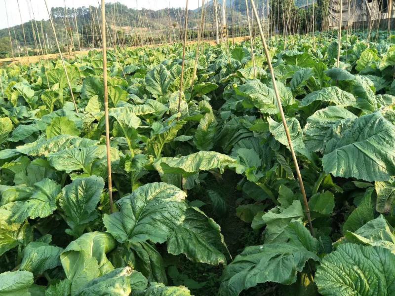 本地菜心大量上市，新鲜水嫩