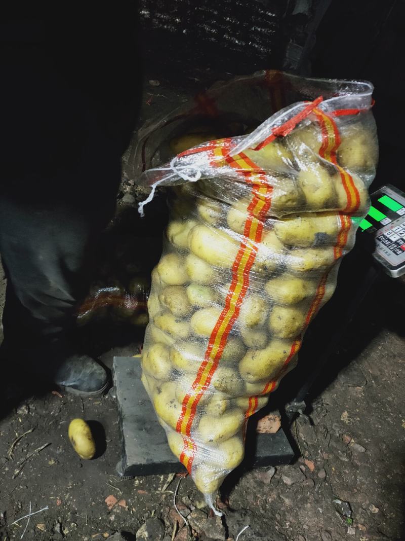 黄金薯土豆，尤金，西森，一手货源，薯型正，