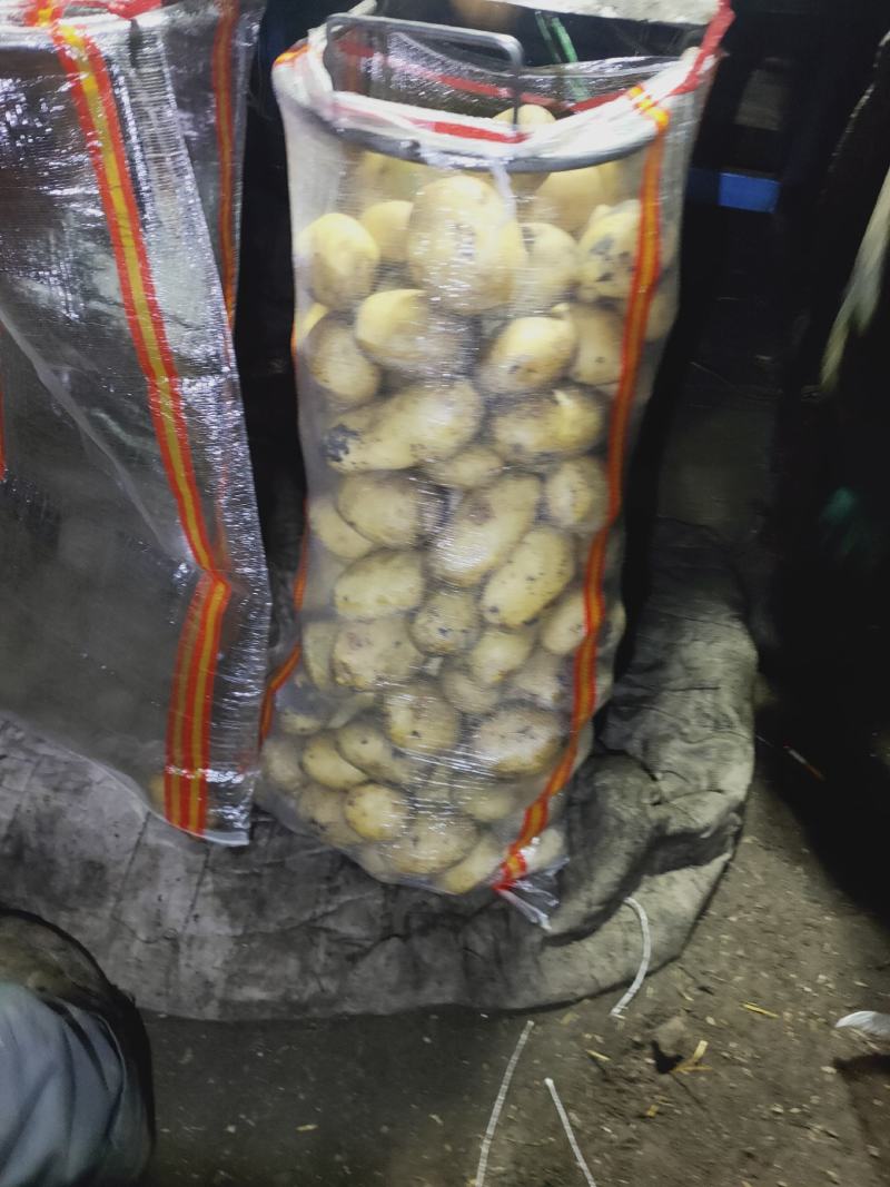 黄金薯土豆，尤金，西森，一手货源，薯型正，