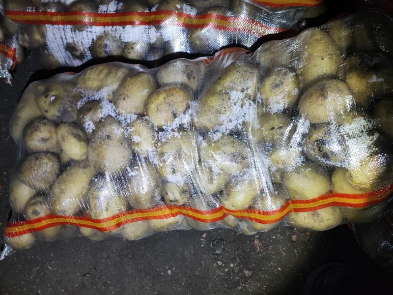 黄金薯土豆，尤金，西森，一手货源，薯型正，