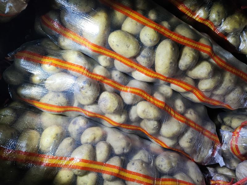 黄金薯土豆，尤金，西森，一手货源，薯型正，