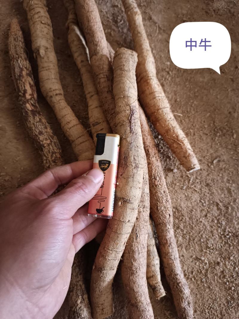 牛大力五年以上的分级薯牛大力陈仔五年大力薯野生泡酒料