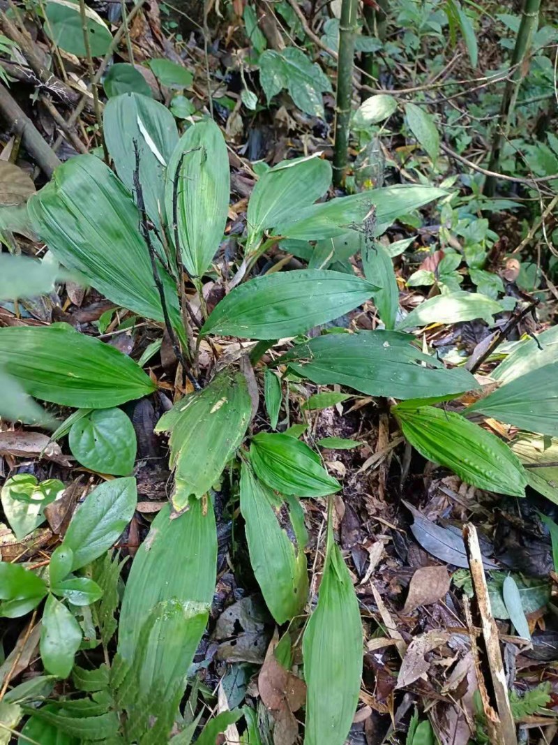 野生鲜山慈姑，这个货靚哦