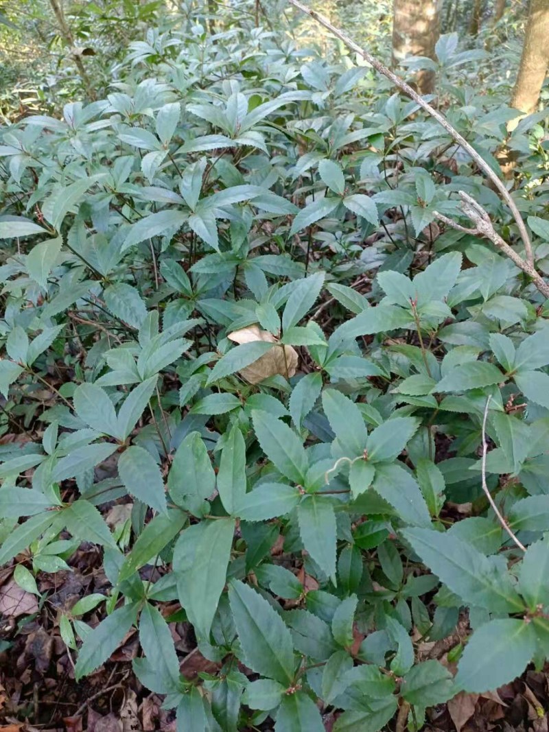 中药材草珊瑚，需要的联系。