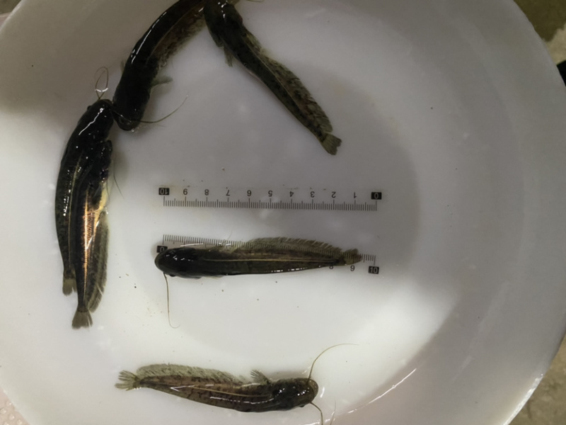 鲶鱼苗+杂交南方沟鲶鱼苗+土鲶鱼苗基地直供+黄鲶鱼苗批发
