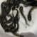 鲶鱼苗+杂交南方沟鲶鱼苗+土鲶鱼苗基地直供+黄鲶鱼苗批发
