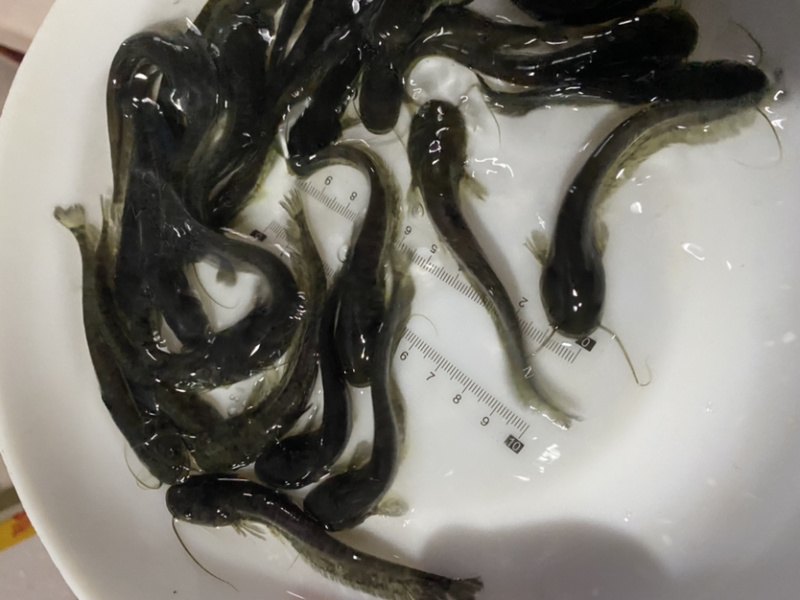 鲶鱼苗+杂交南方沟鲶鱼苗+土鲶鱼苗基地直供+黄鲶鱼苗批发