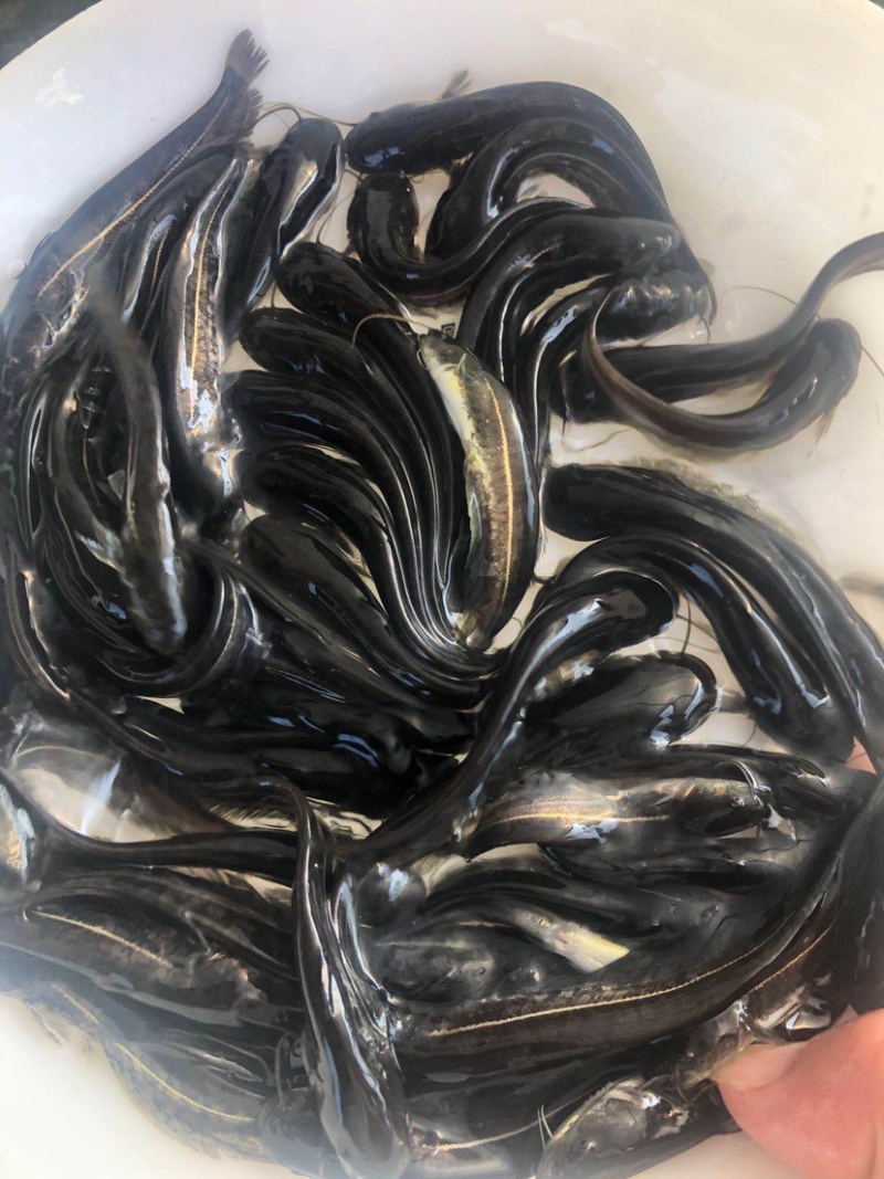 鲶鱼苗+杂交南方沟鲶鱼苗+土鲶鱼苗基地直供+黄鲶鱼苗批发