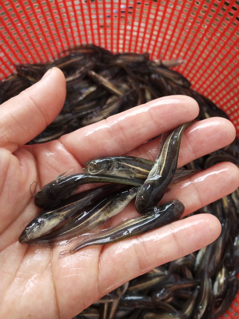 鲶鱼苗+杂交南方沟鲶鱼苗+土鲶鱼苗基地直供+黄鲶鱼苗批发