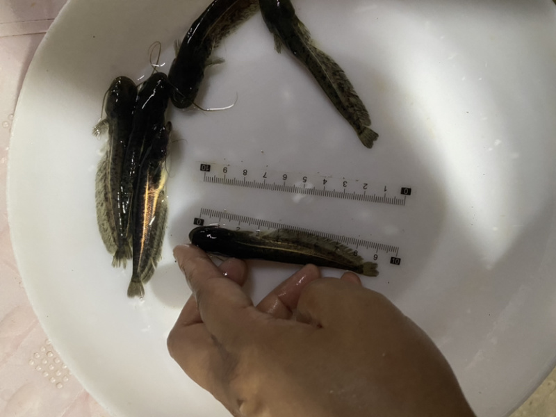 鲶鱼苗+杂交南方沟鲶鱼苗+土鲶鱼苗基地直供+黄鲶鱼苗批发