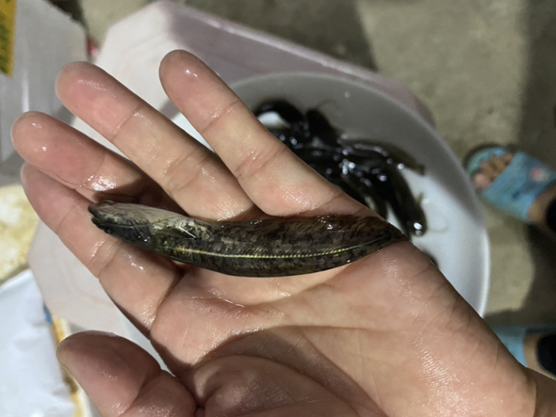 鲶鱼苗+杂交南方沟鲶鱼苗+土鲶鱼苗基地直供+黄鲶鱼苗批发